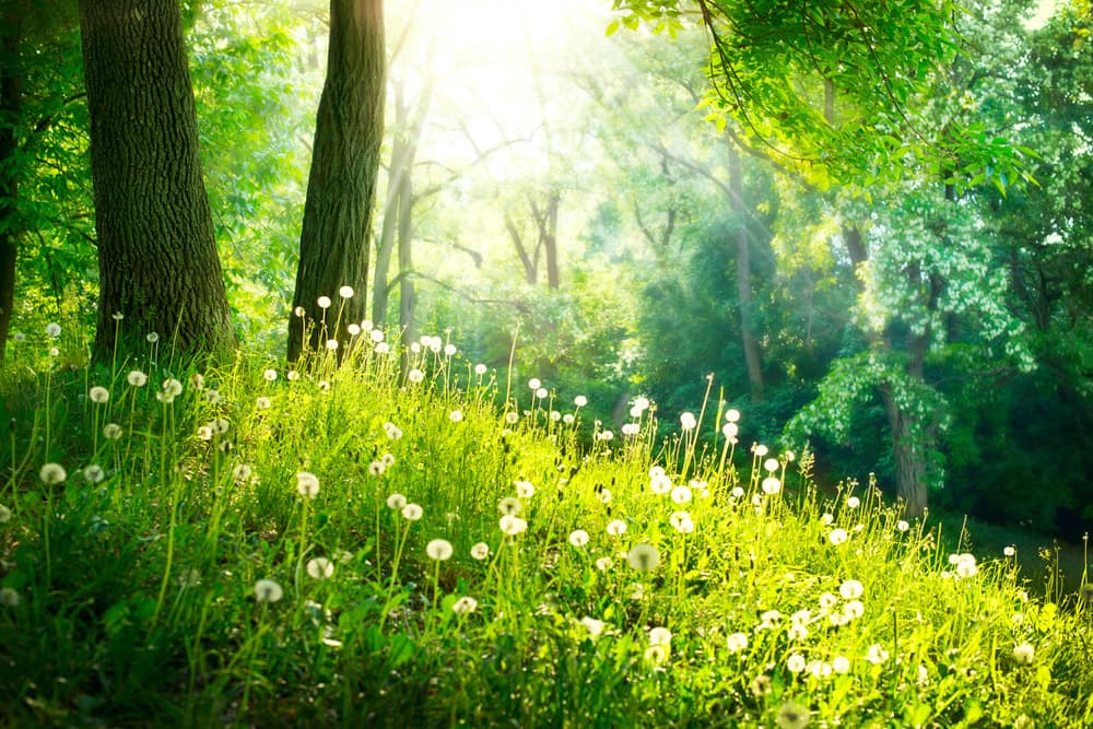 F Frühling 1 neu (jpg) | Motiv © Subbotina Anna - Fotolia.com | © fotolia.com, Februar 2014