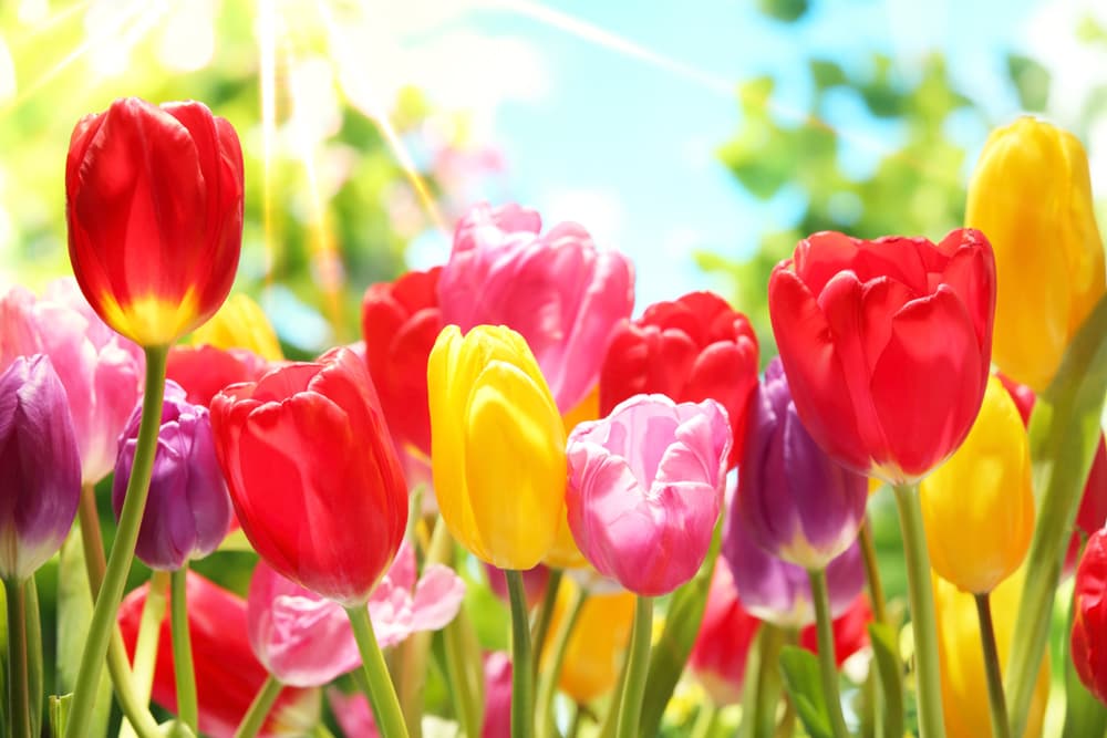 F Frühling 2 neu (jpg) | Motiv ©lily - Fotolia.com | © Fotolia.com, März 2017