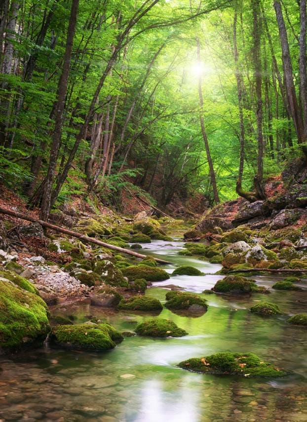Zoll Einfuhr – TARIC/EZT Einfuhrmaßnahmen im Bereich Pflanzengesundheit | Motiv © GIS - Fotolia.com | © fotolia.com, Februar 2014 F Bach neu (jpg) | Motiv © GIS - Fotolia.com | © fotolia.com, Februar 2014