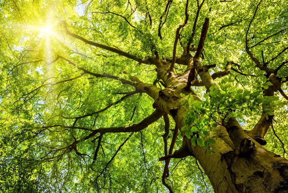 Klima | Motiv © Smileus - Fotolia.com | © Fotolia.com, Juli 2015 Baum mit Blick in Baumkrone durch die Sonnenstrahlen scheinen | Motiv © Smileus - Fotolia.com | © Fotolia.com, Juli 2015